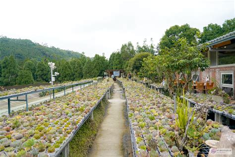 佳河錦鯉園|佳河錦鯉多肉園/繞山花多肉餐廳